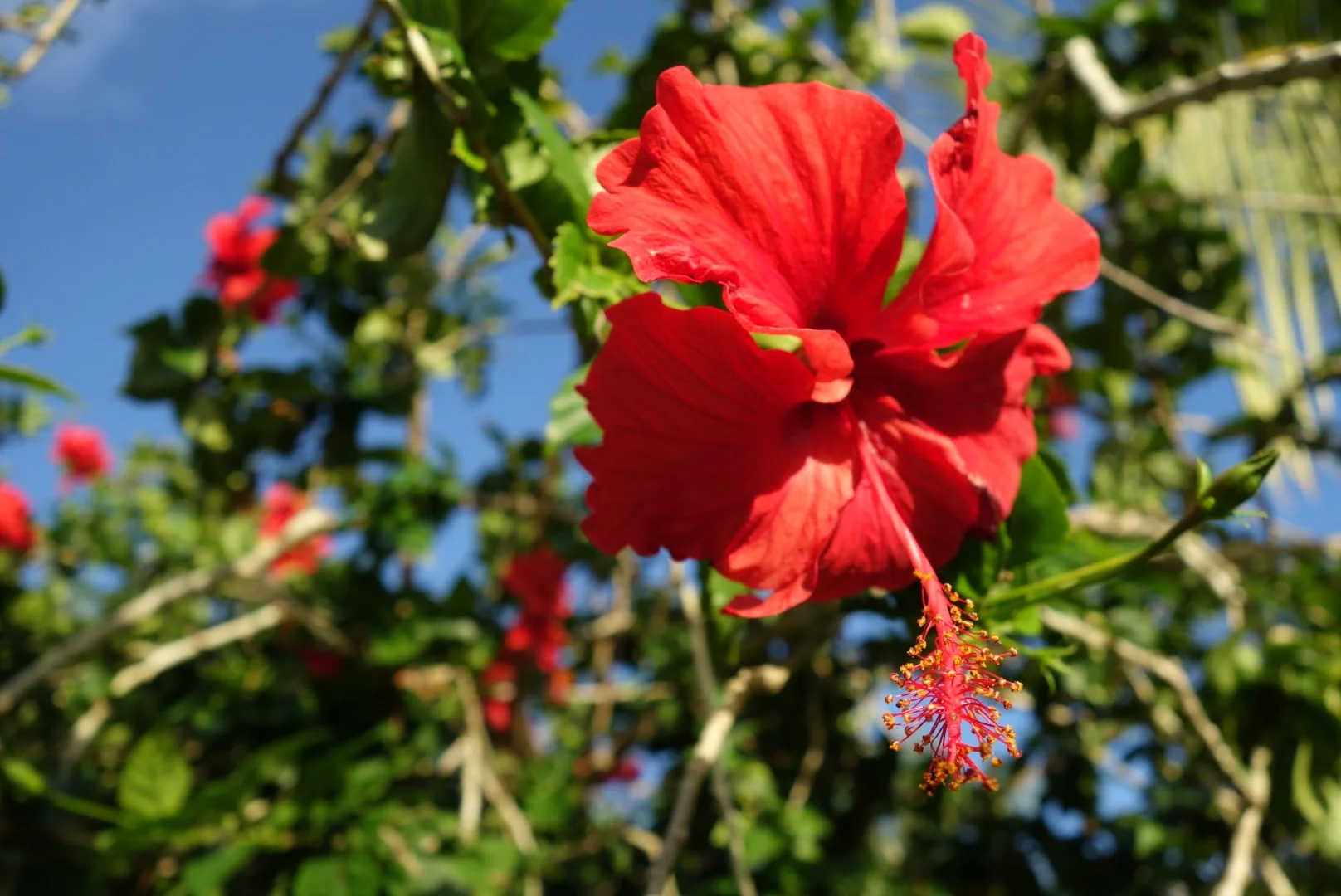 Hibiscus | Umatac Bay, Guam