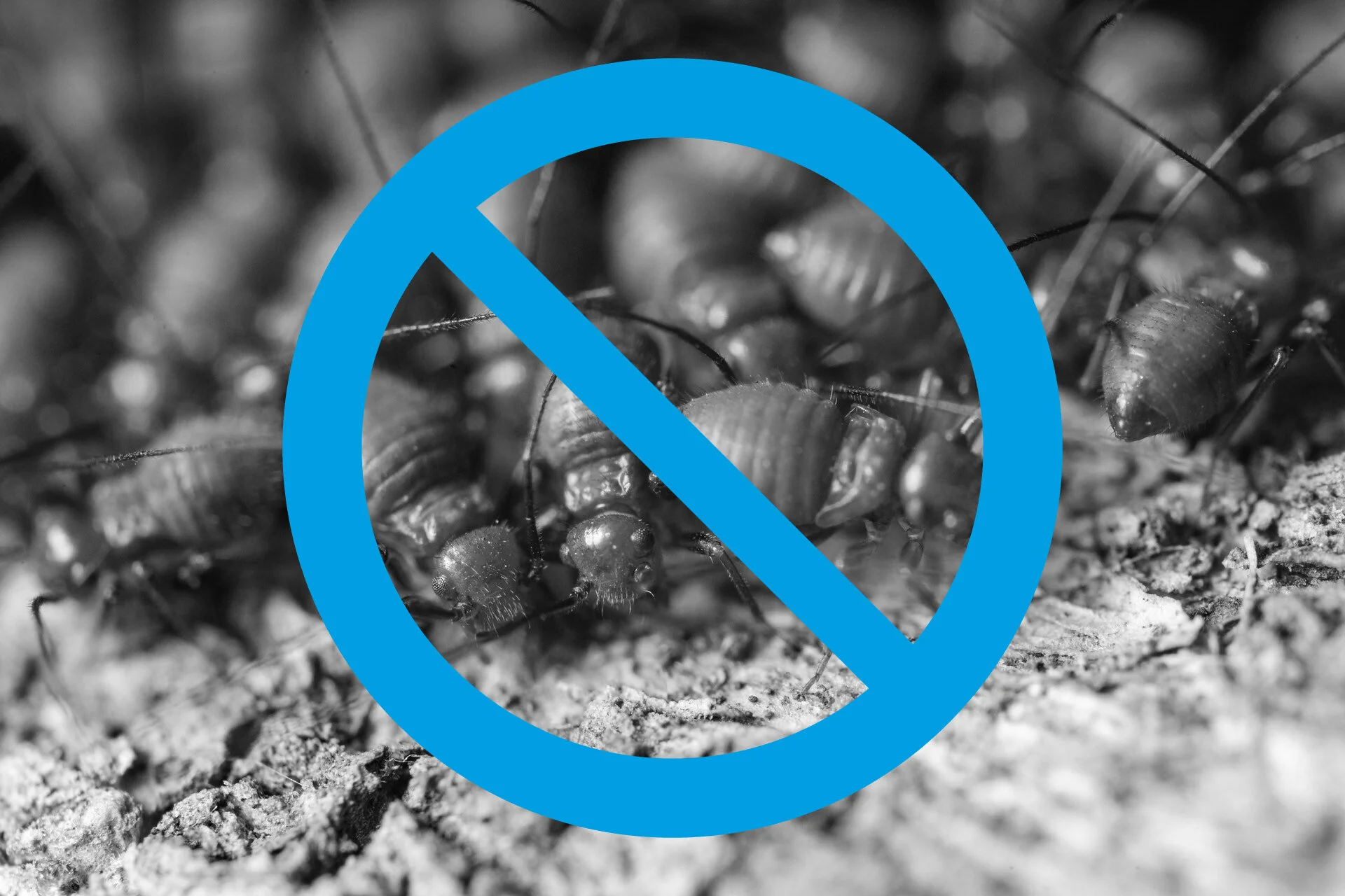 Termite-proof.jpg