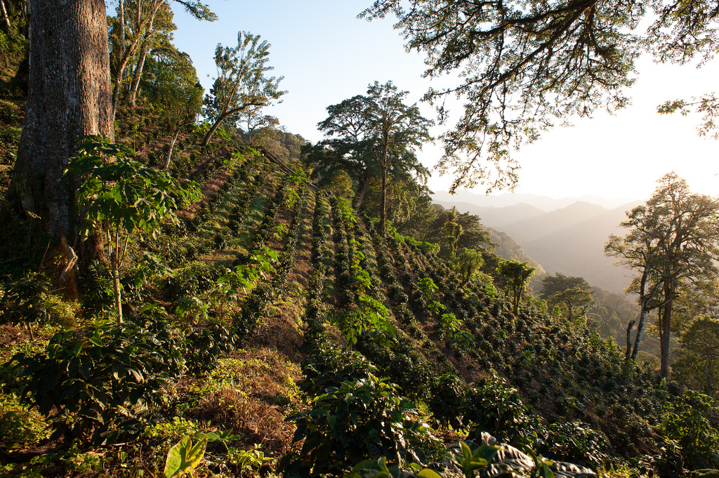 Coffee growing on a hillside.jpg