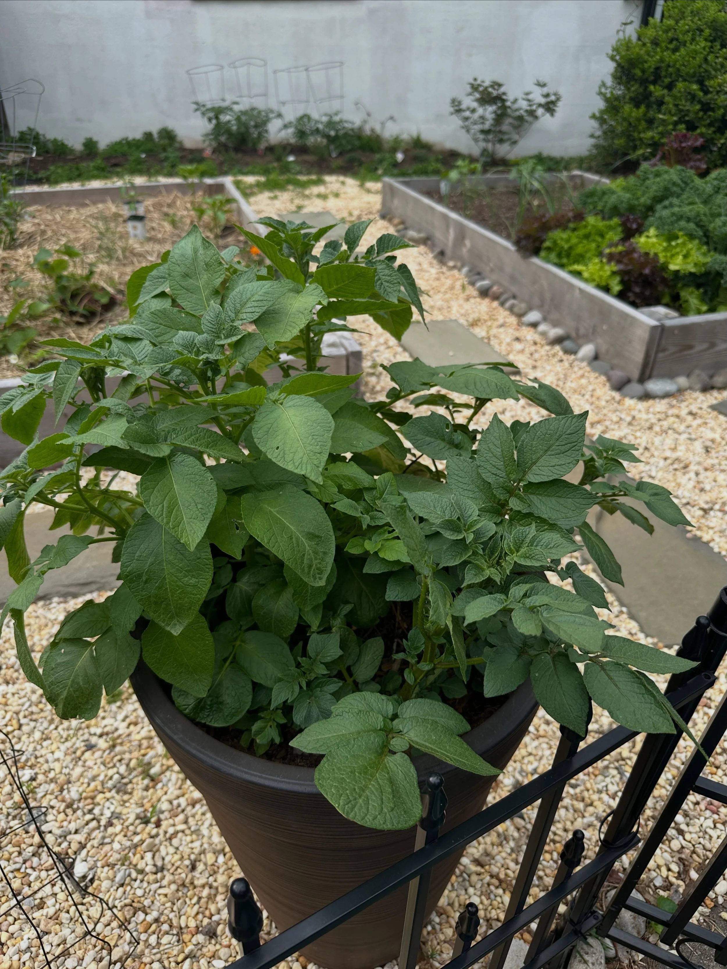 Learning what a potato looks like above ground... it's this! And apparently once it dies, the potatoes are done! One of the pots is russet and the other is sweet and I have NO idea which one is which, but I look forward to the surprise tates later