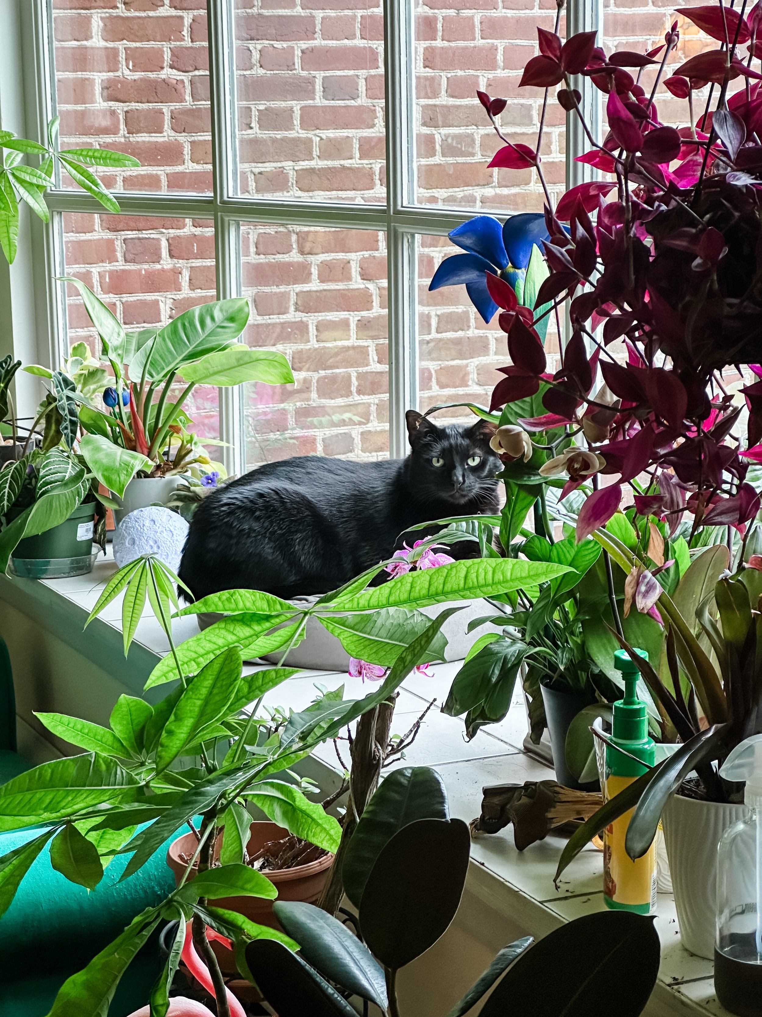 Cats, chipmunks and mountain laurel 
So much rain. Very cozy 
Might take a walk in the woods later and enjoy the quiet gray and green.
