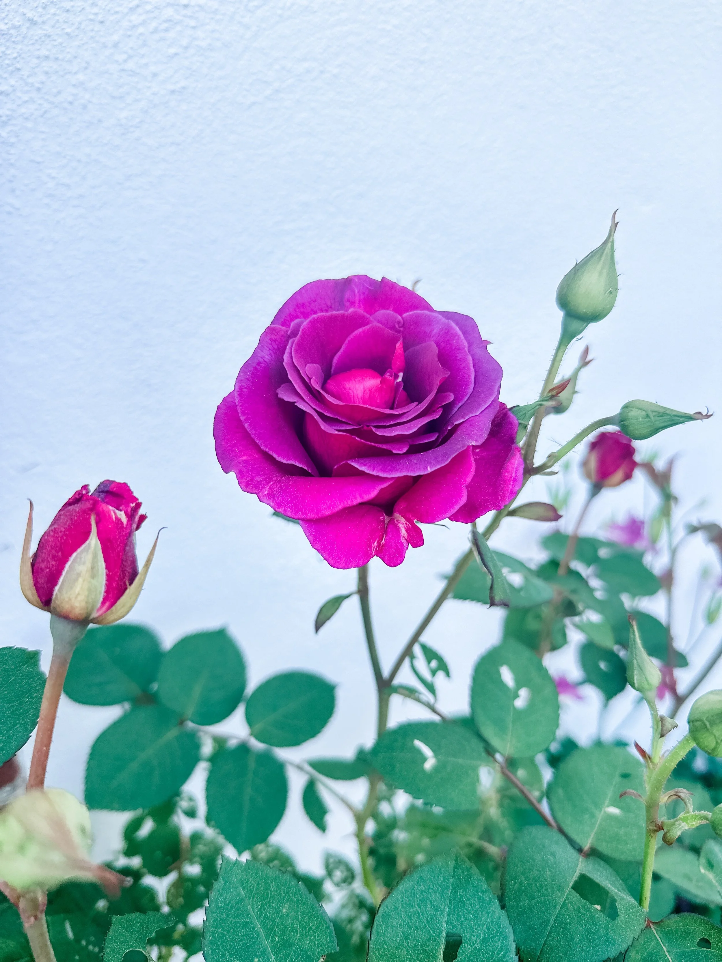 Views of spring and seeing hard work paying off
First roses of the year
My beautiful rhododendron 
An accidental King Arthur 
Baby strawberries 
Second year garden bed 

Outside as much as possible. Use sunscreen!