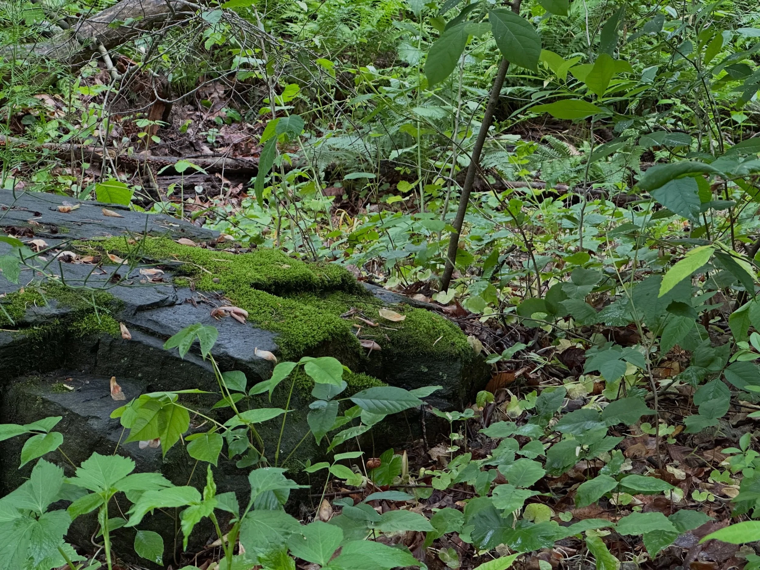 Scenes From A Forest

On a cloudy day, moss is VIVID 

And I feel like a newborn experiencing color for the first time

A tree that fell last year now well worn into its new phase of the life cycle

The rains cloud and fill the creek 
And I think abo