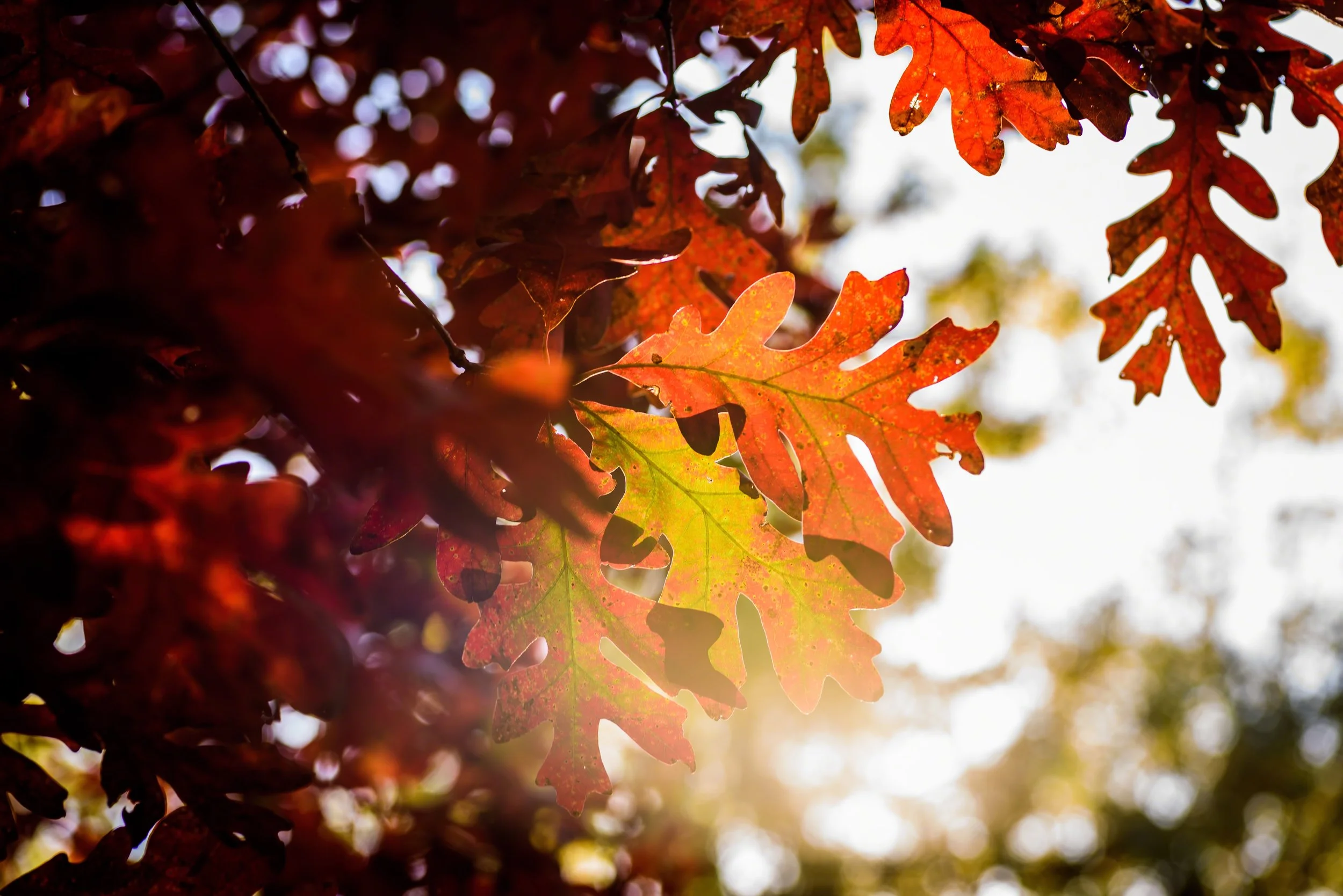 Fall Motivation