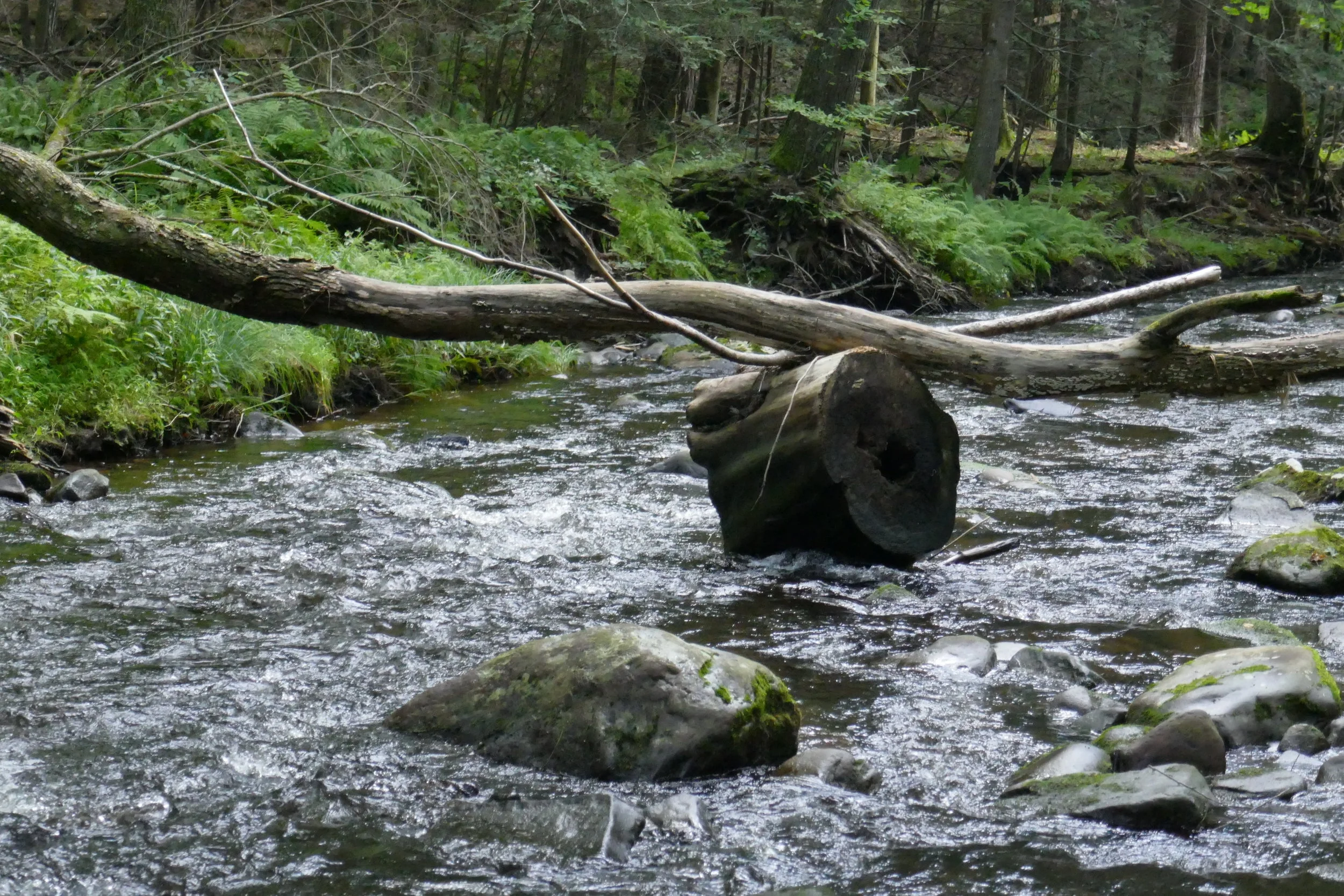P1000115.JPG
