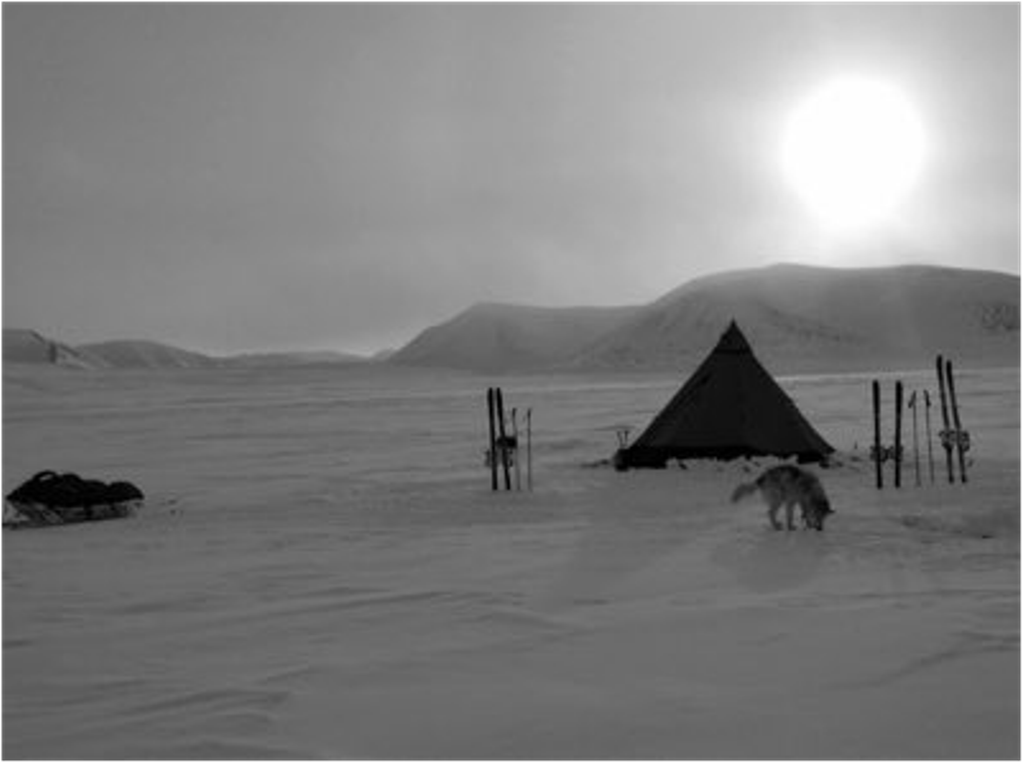 ARCTIC LIFE