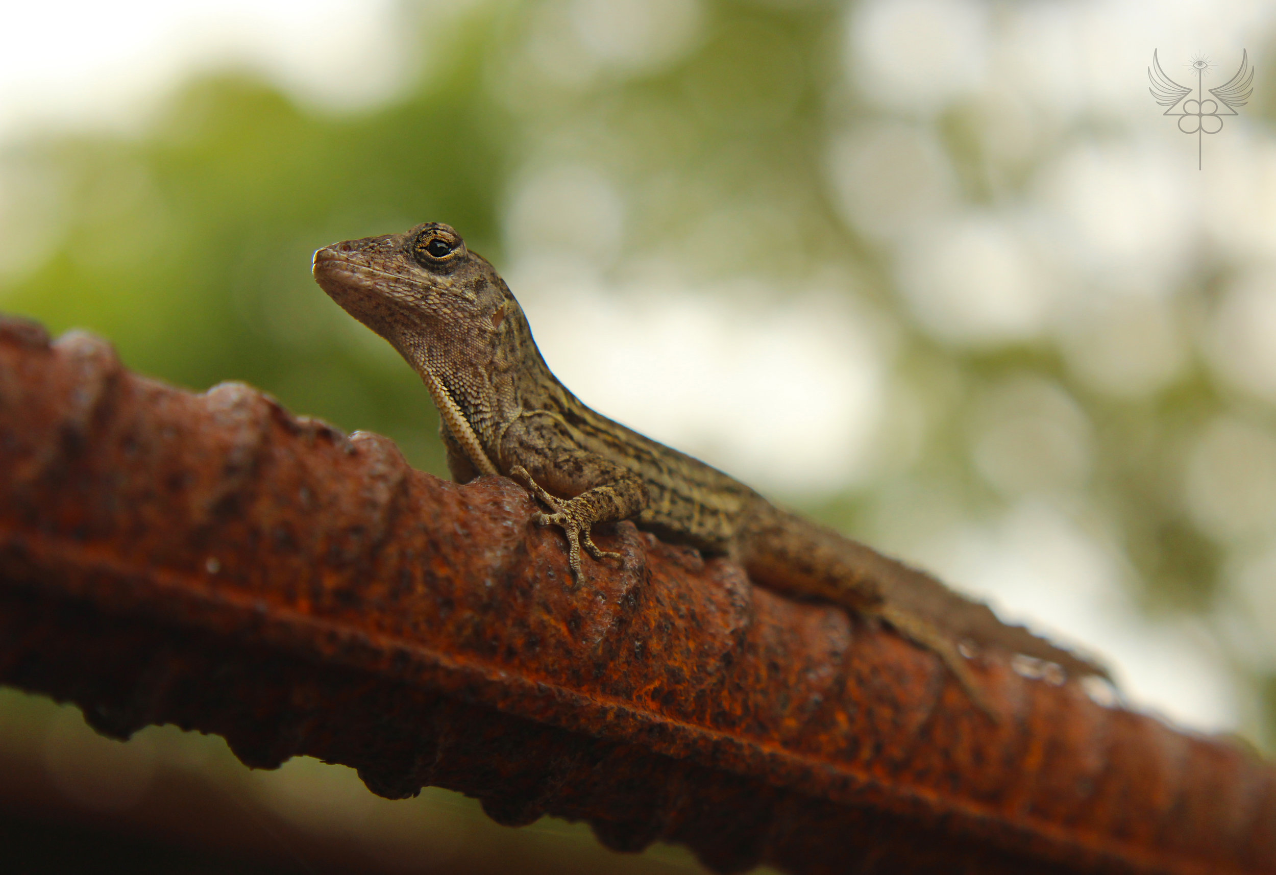 Lizard upon Magma.jpg