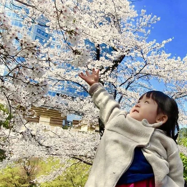 To the most beautiful season in Tokyo... the city is filled with pink petals in the blue sky.
Our classrooms are filled with children’s art work of the cherry blossom. Through outdoor learning, children are exposed to nature and the cherry blossoms everyday.
Process art is crucial in children’s life. Children learn through the process of creating art.