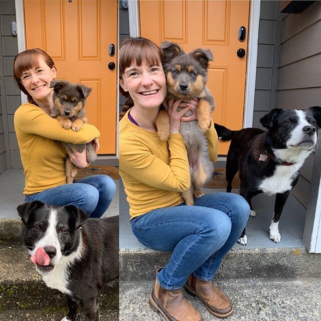 They grow up so quickly. #AbleMaple March 11th and March 28th. She is adding weight steadily and topped the scale at 12lbs last vet visit, twice what she was where she came home at nine weeks. #aussiepompawsie #MapleBacon #LunaTunaRuns #RainierBaseca