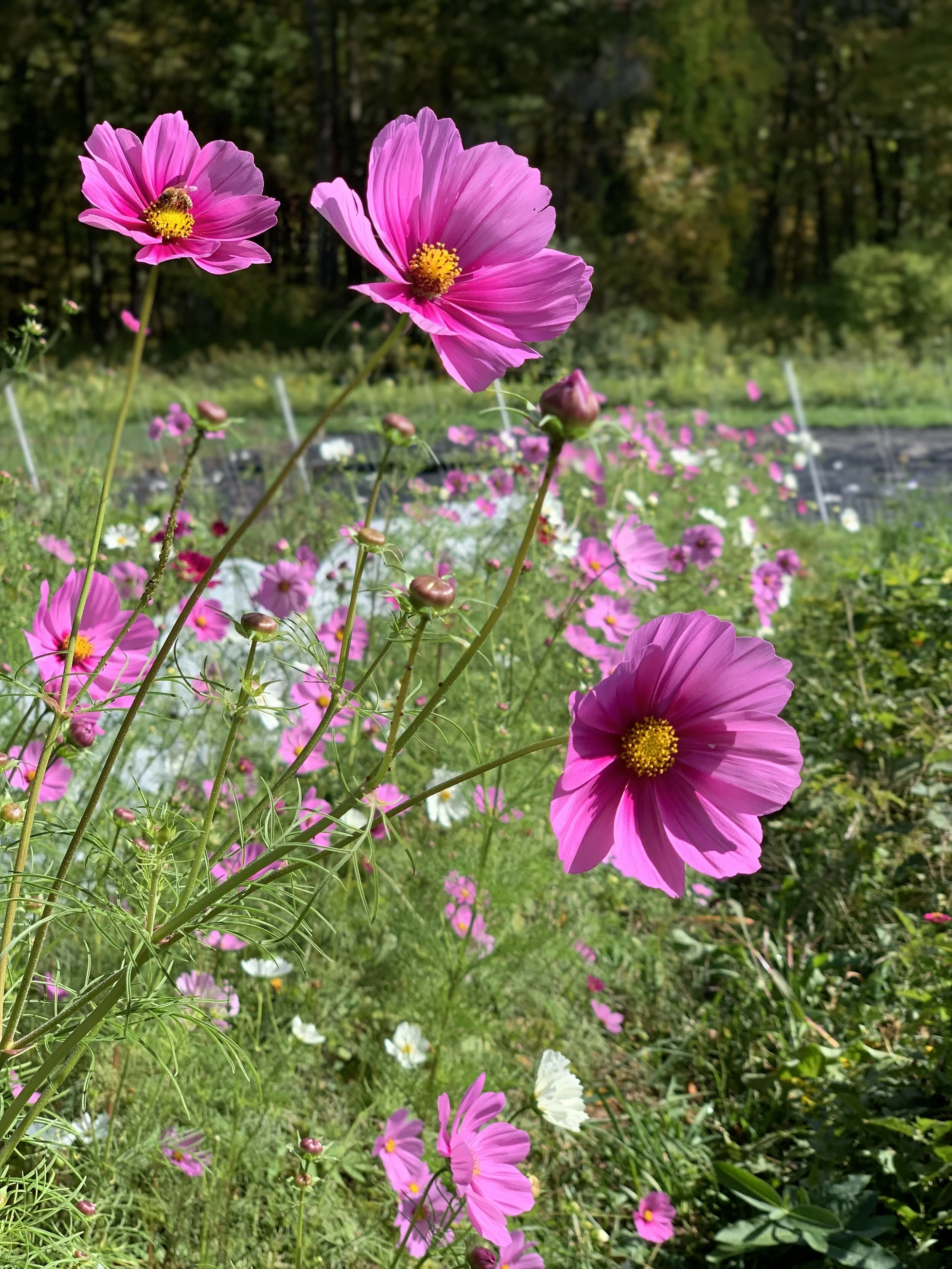 FEC4F654-F2D6-4FDF-BC79-68DF67629BDE