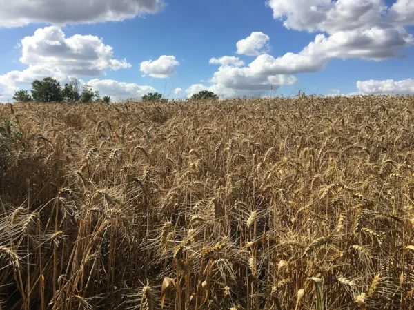 The field where Vincent was shot.