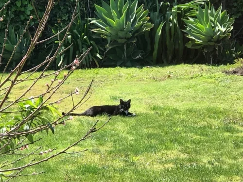 Wassup, Fat Cat!!