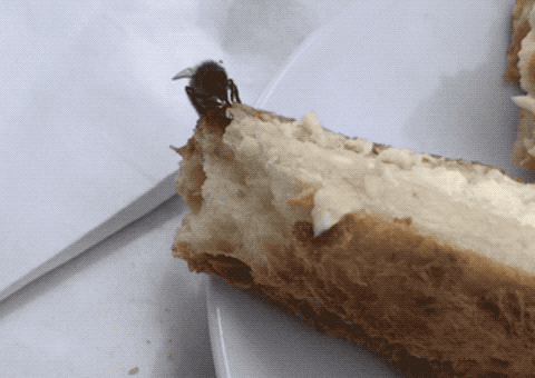 Bee populations are healthy in Paris.