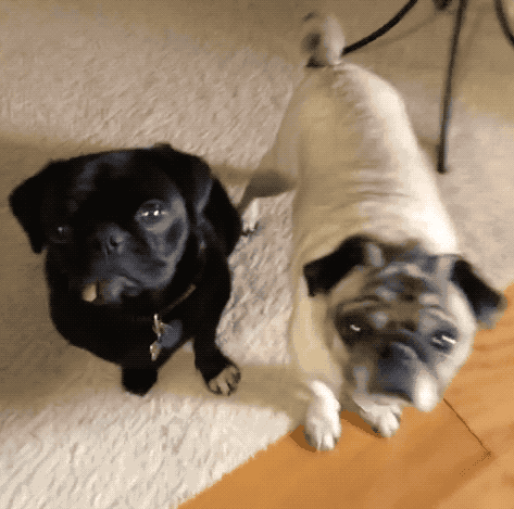 Happy Thanksgiving 2018