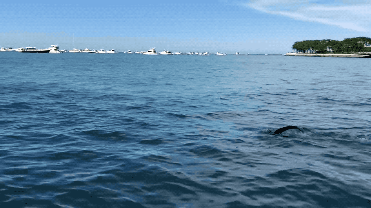 Lakee Michigan Backstroke.gif