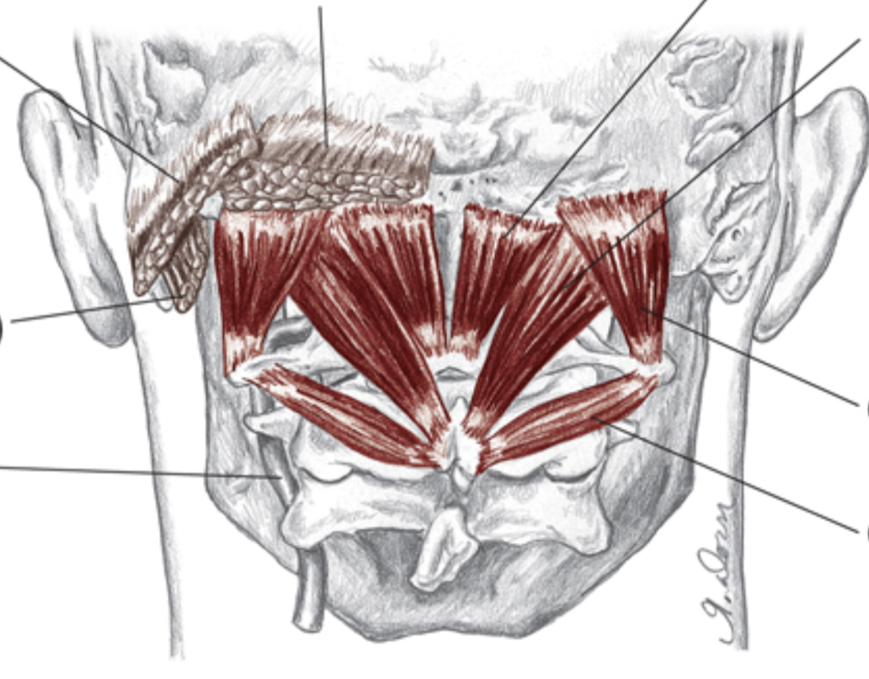 Occ Muscles.png