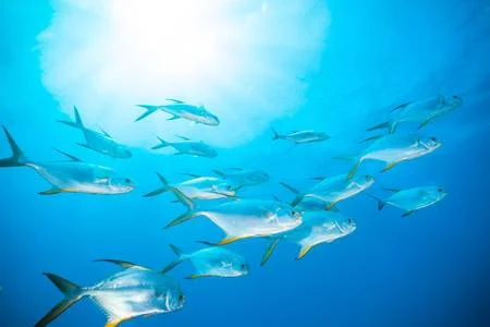 63054029-flock-of-fish-flowing-in-indian-ocean.jpg
