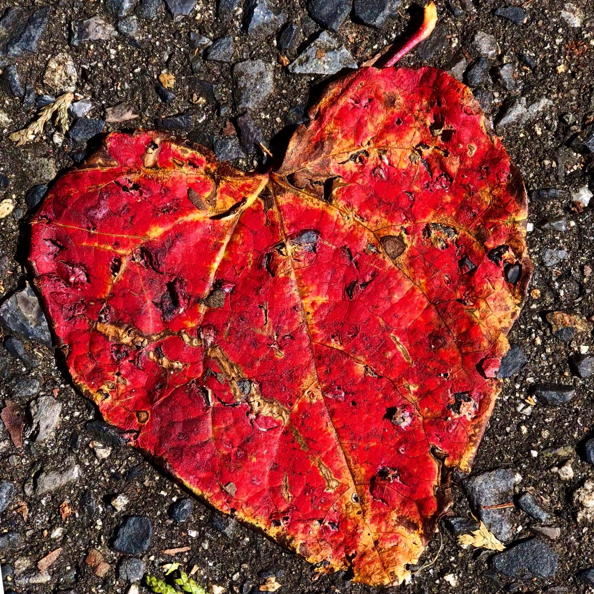 Surrender into Autumn