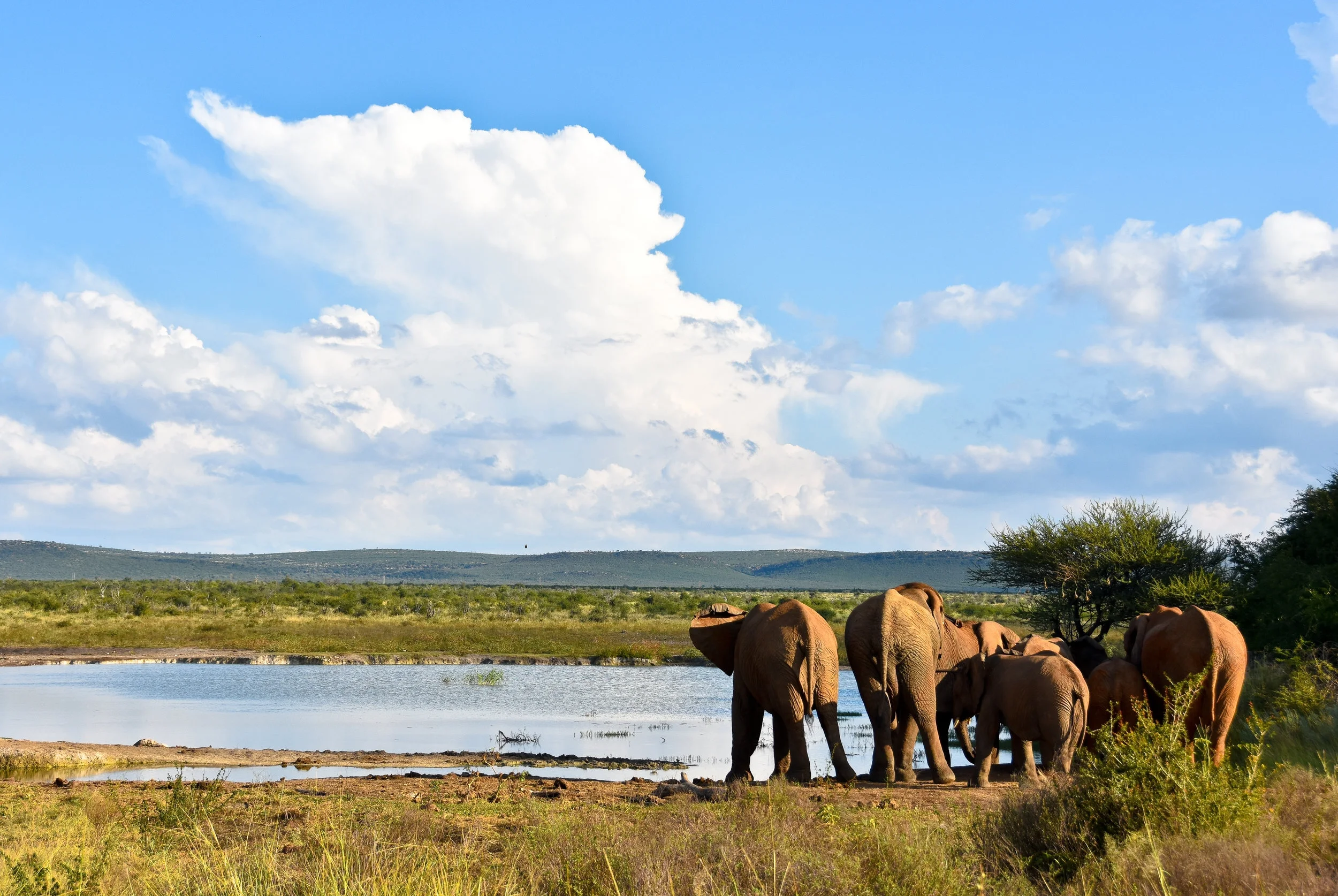 Madikwe Game Reserve, South Africa