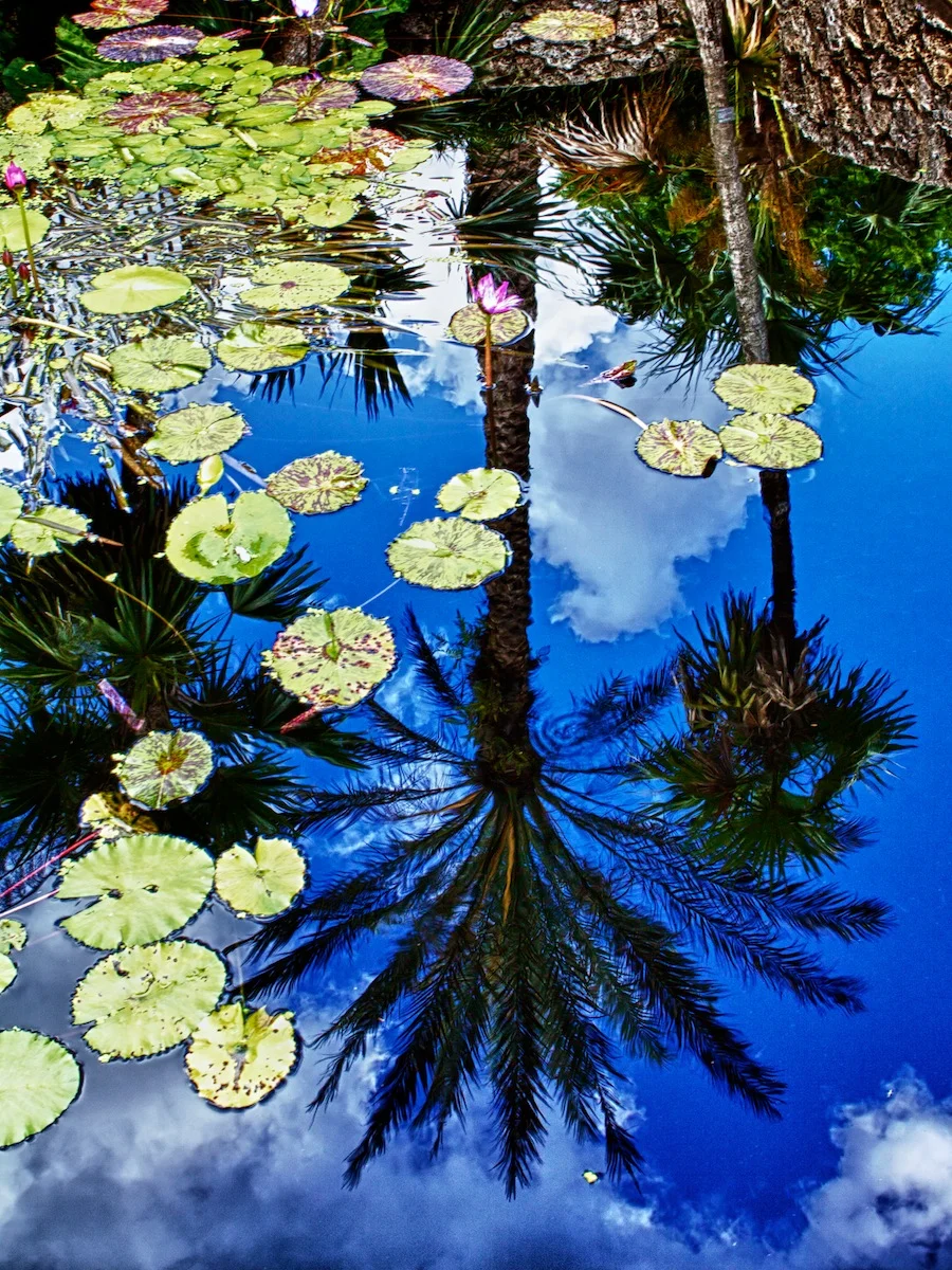Reflected Palm