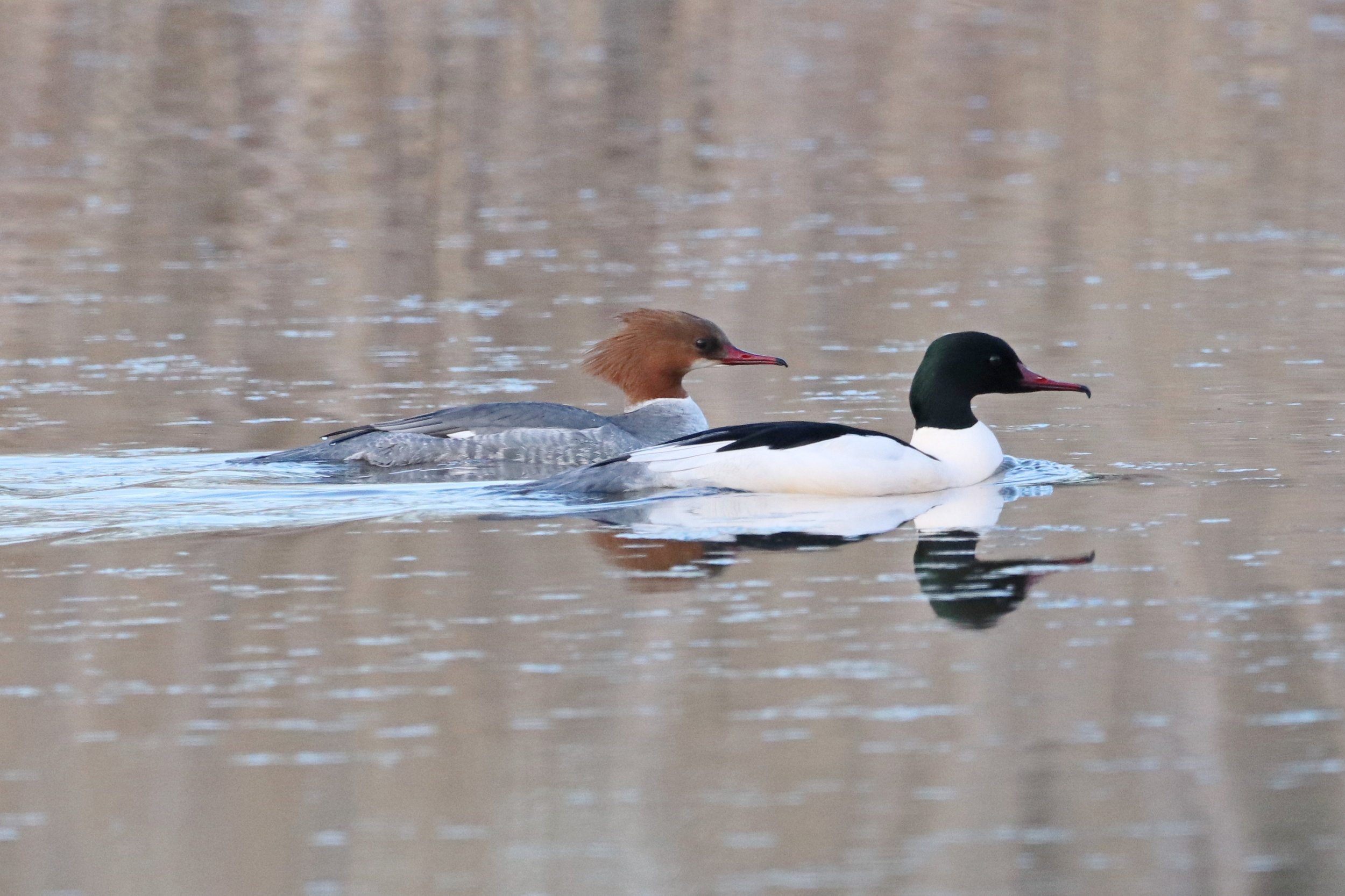 Ermahgerd, a merganser!