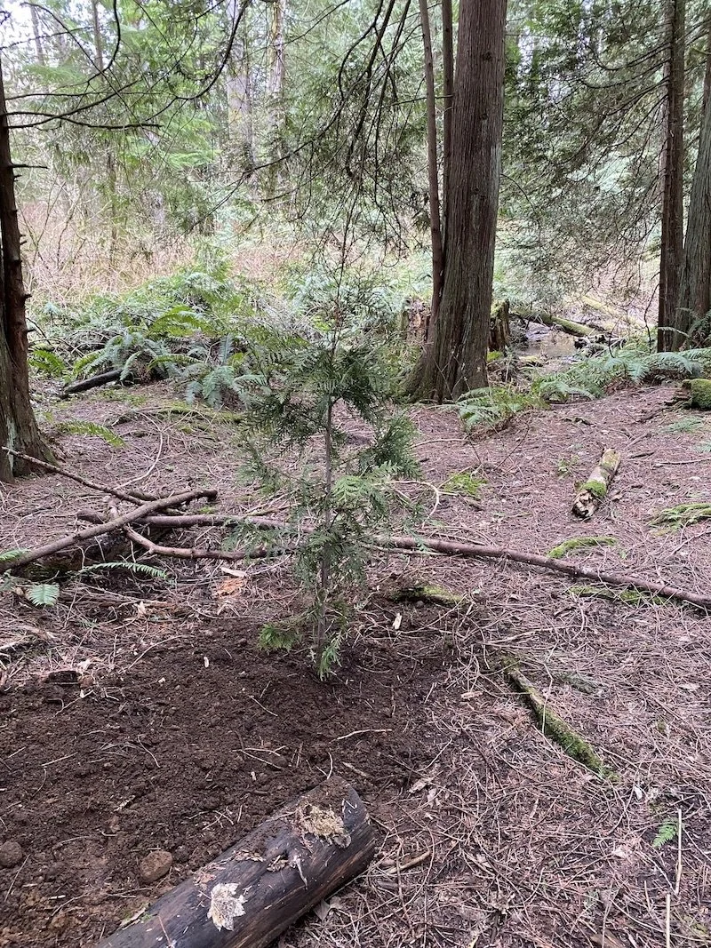 Jenn Tree One will spread our ashes round the yard β Long Story Short