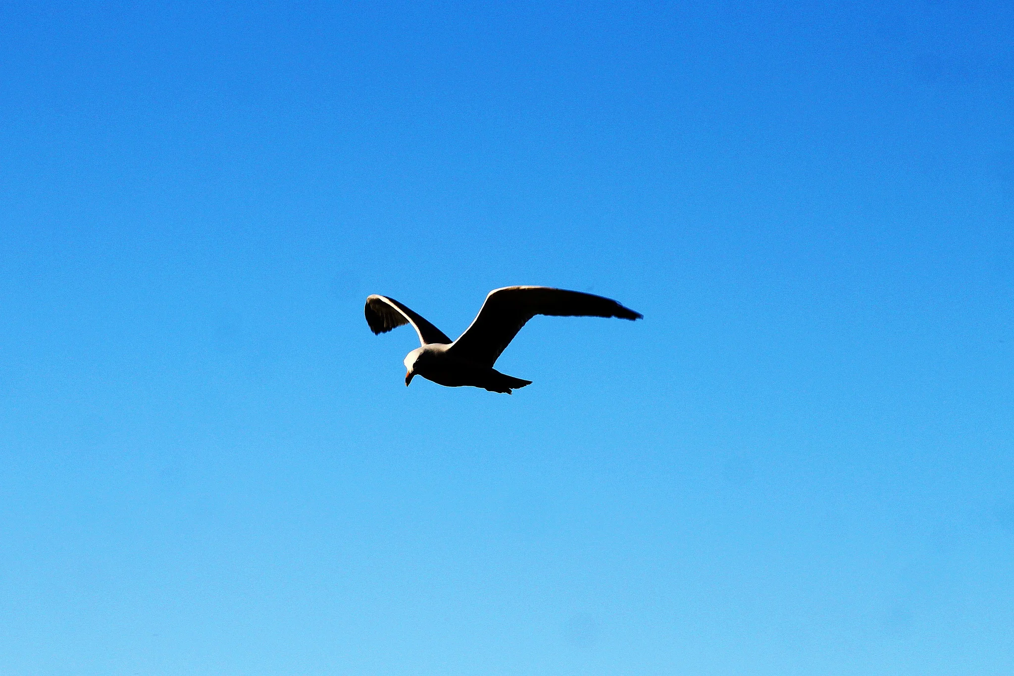 Soar like a bird once you reach financial independence