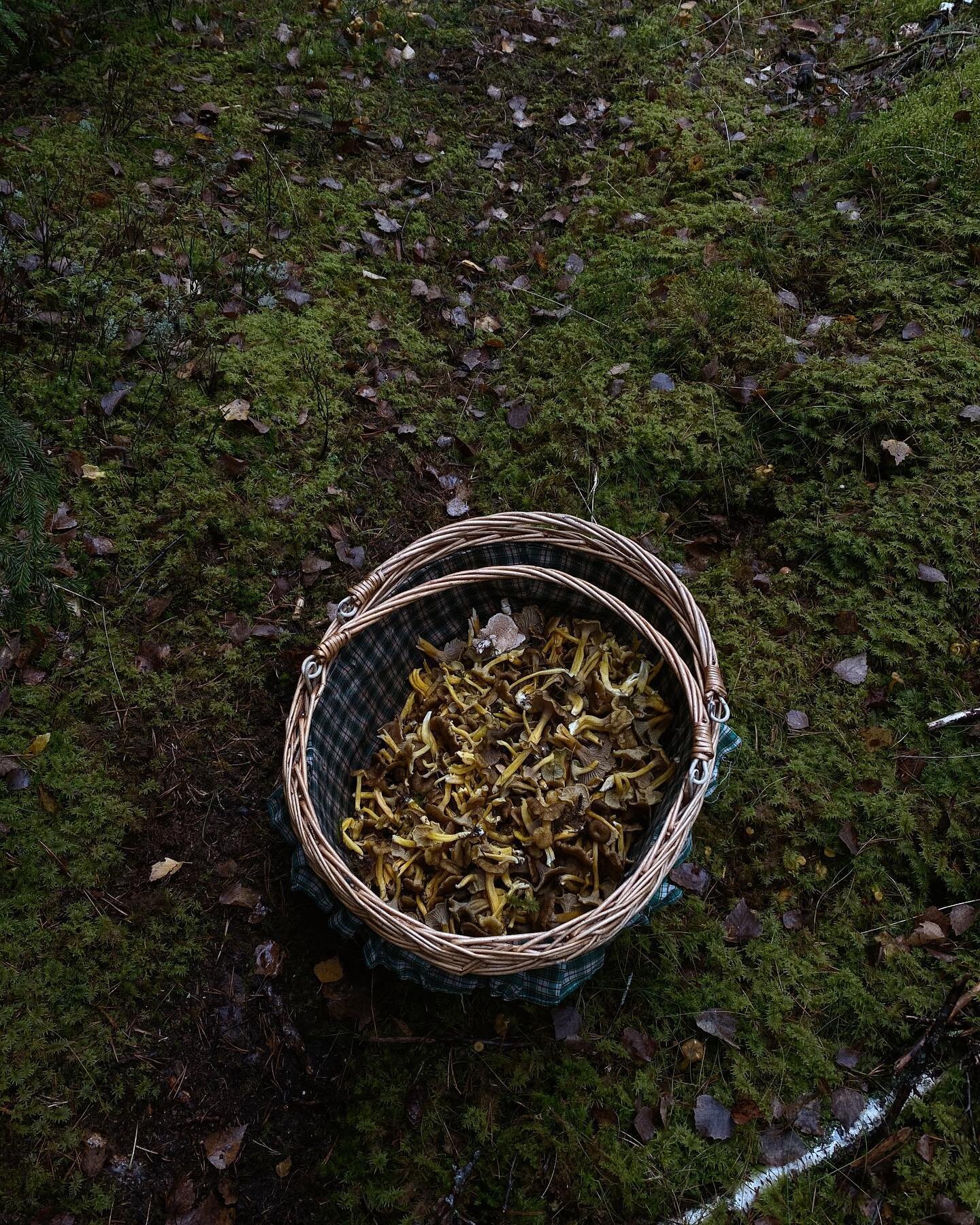 Nothing says fall in Sweden like a basket full of freshly picked mushrooms. We spent the weekend in Gnesta at the border of Stockholm County In foraging for fall chanterelles.