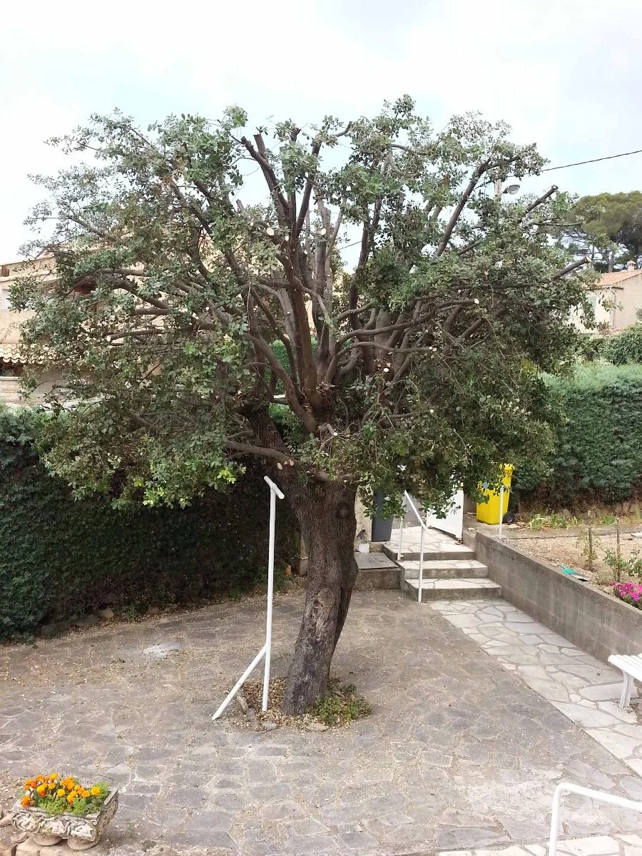 <h2>Élagage chêne</h2>