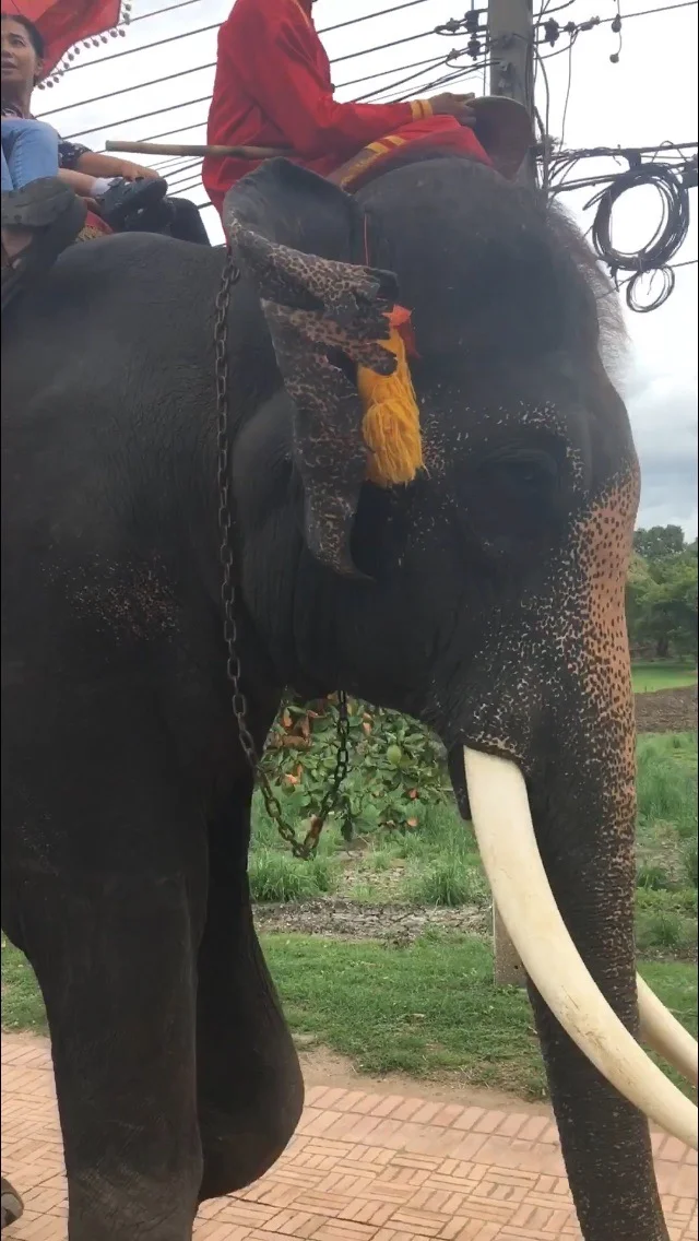 These poor, soulless elephants. I’m not sure I’ve seen a more despondent animal. Another paradox in the buddhism in SEA