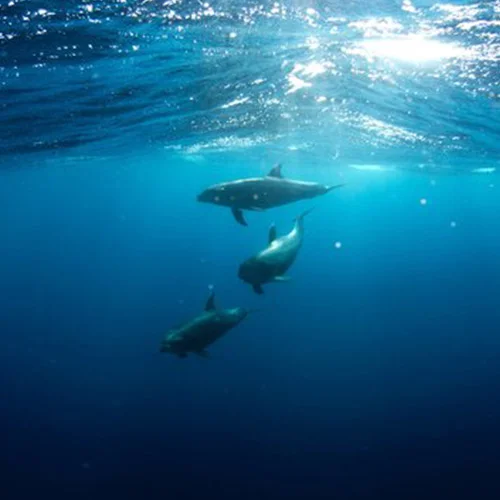 dolphins-mexico-project-kaif.jpg