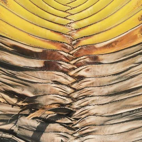 palm-leaves-mexico-project-kaif.jpg