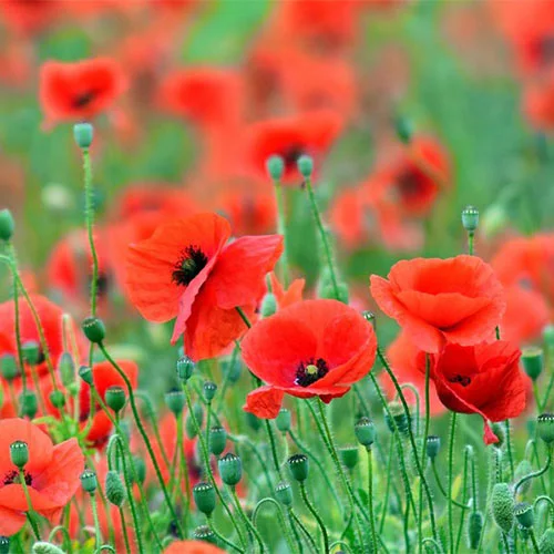 poppy-ukraine-project-kaif.jpg