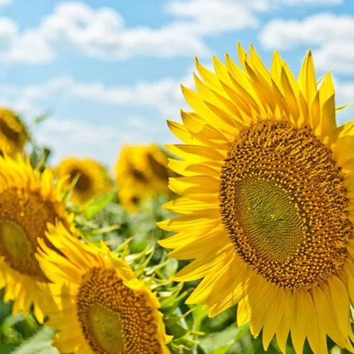 sunflower-ukraine-project-kaif.jpg