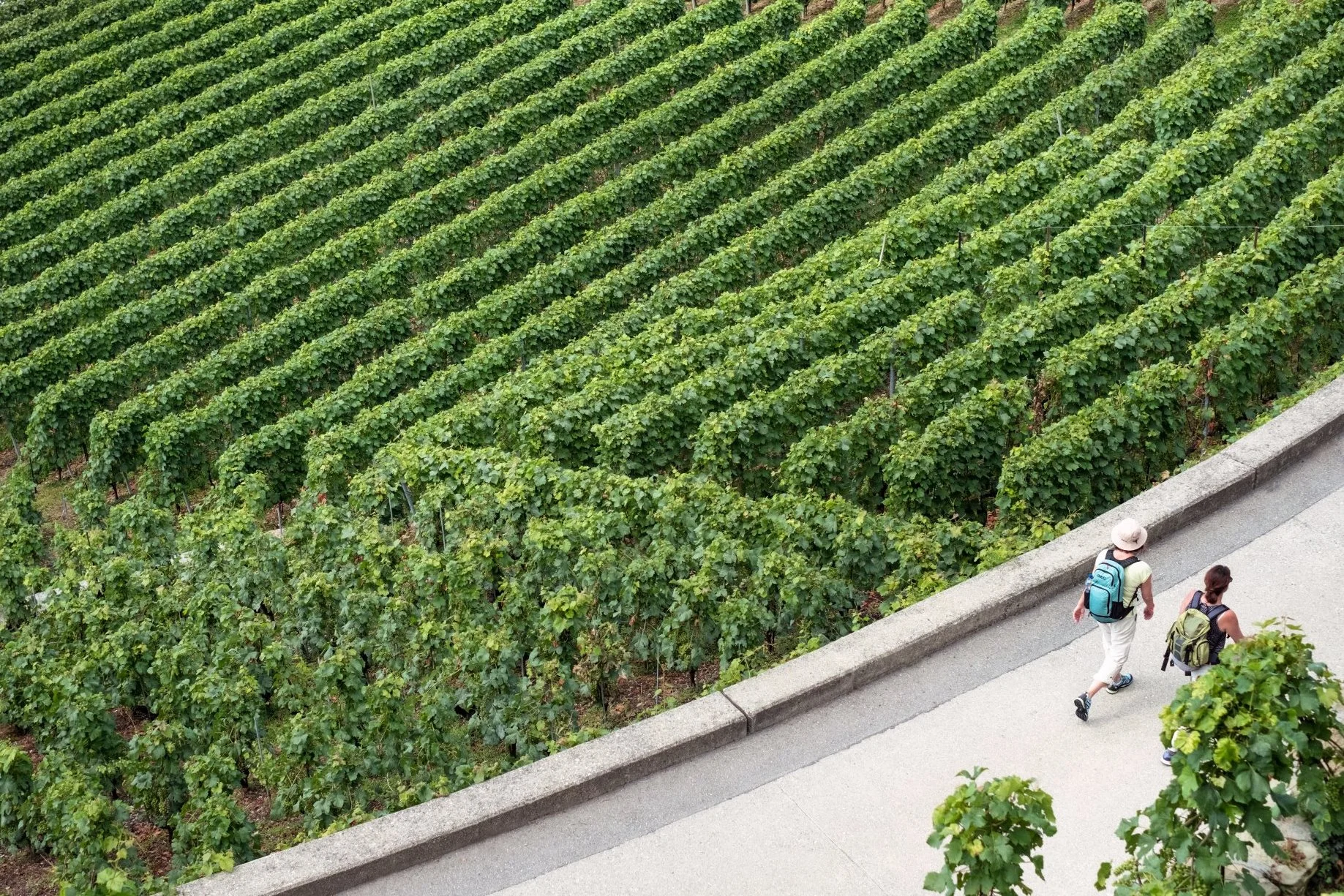 Argentina Vineyards.jpg