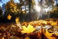 leaves1.jpg