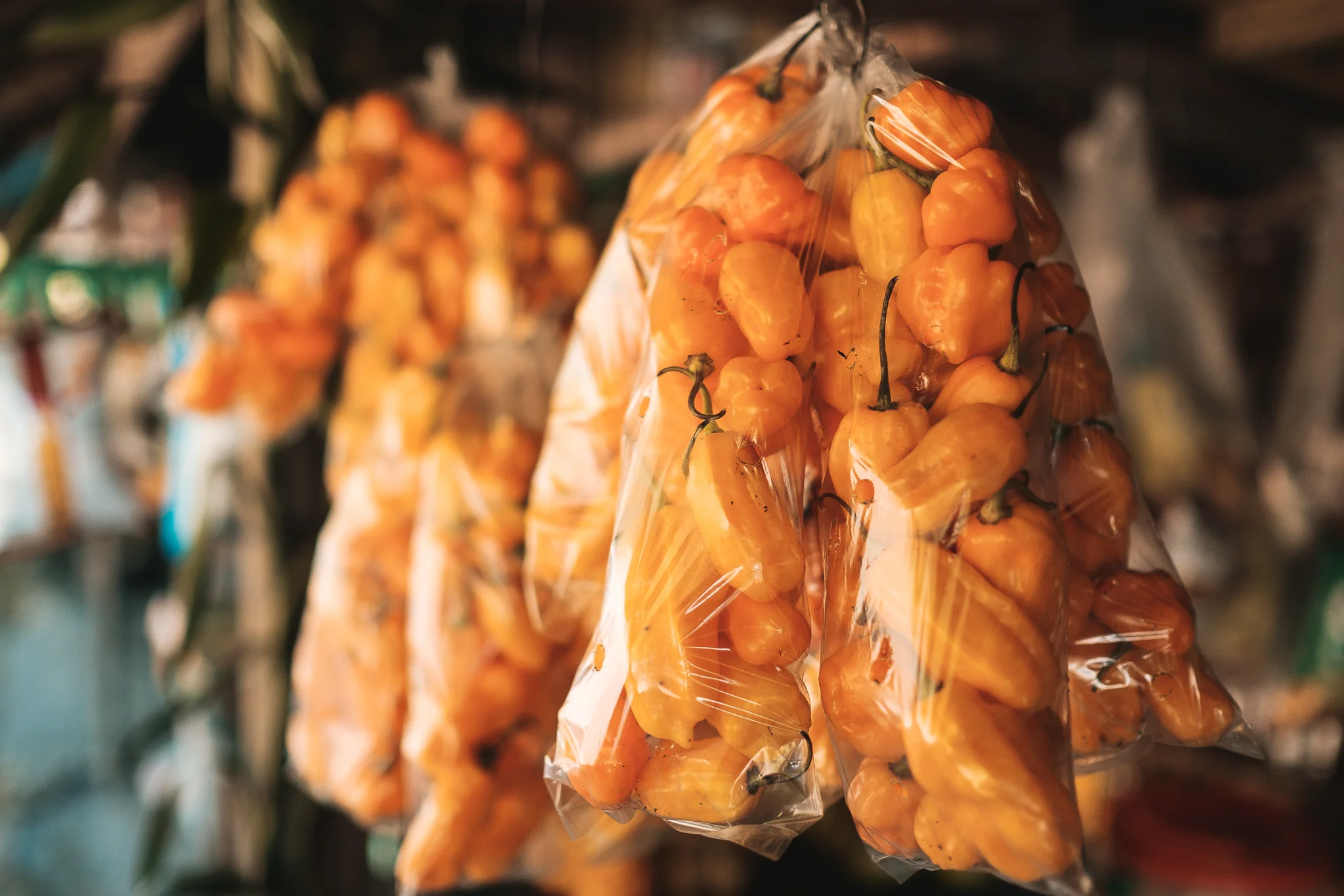 HALSEMA (26 of 50).JPG