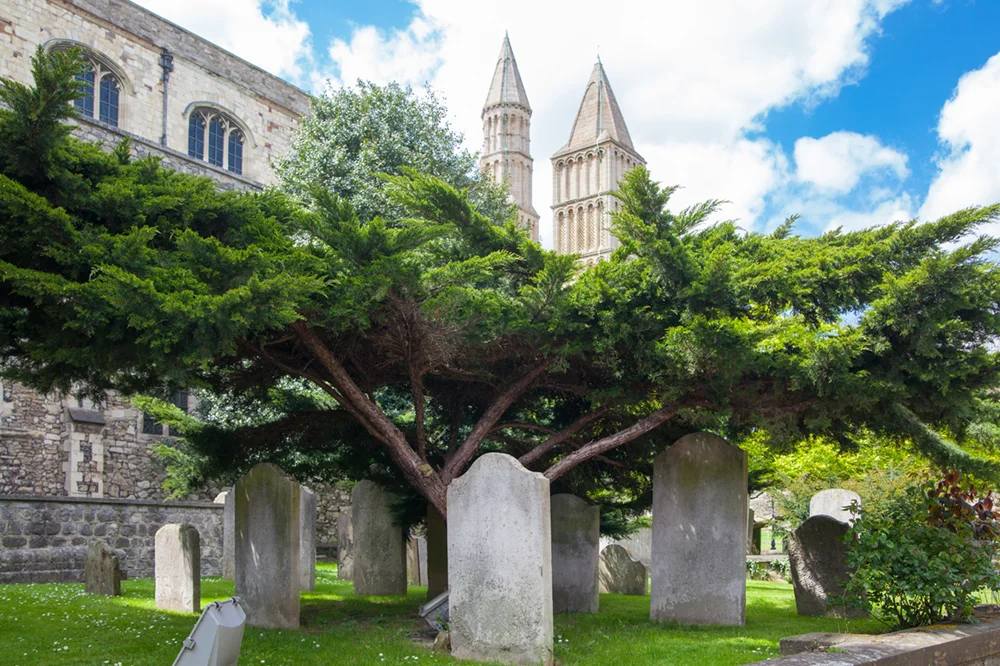 Trees of Rochester Cathedral Guided Tour