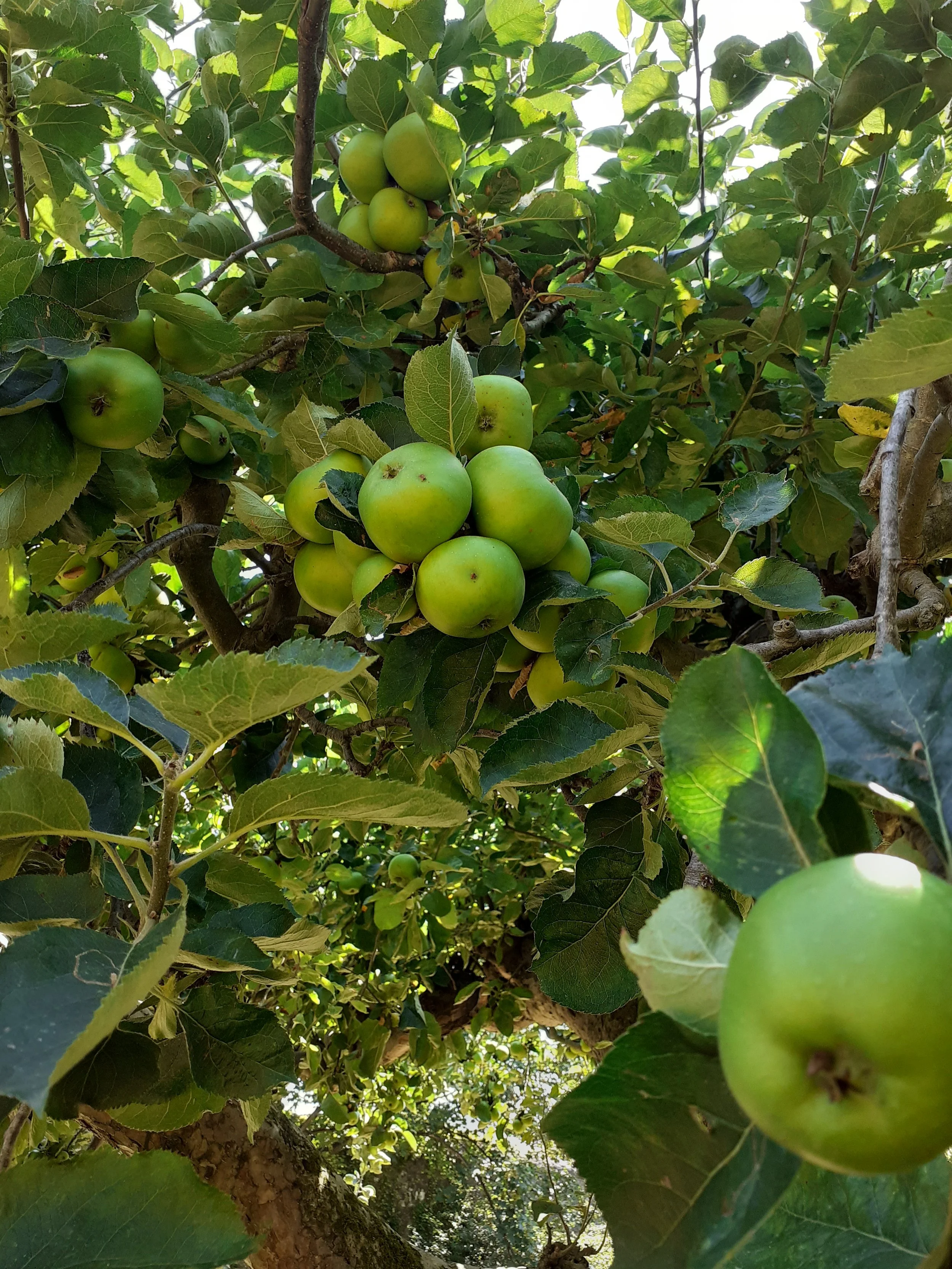 Apple Pruning Workshop 