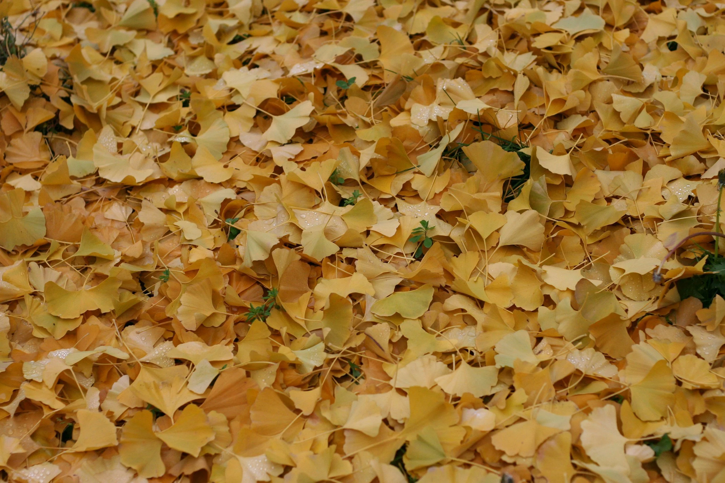 Make an autumn crown 