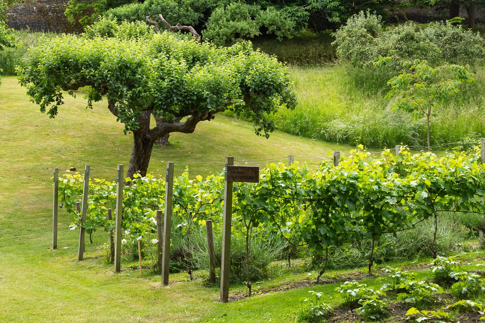 Cathedral Green Spaces and Garden Project Awarded UKSPF Funding