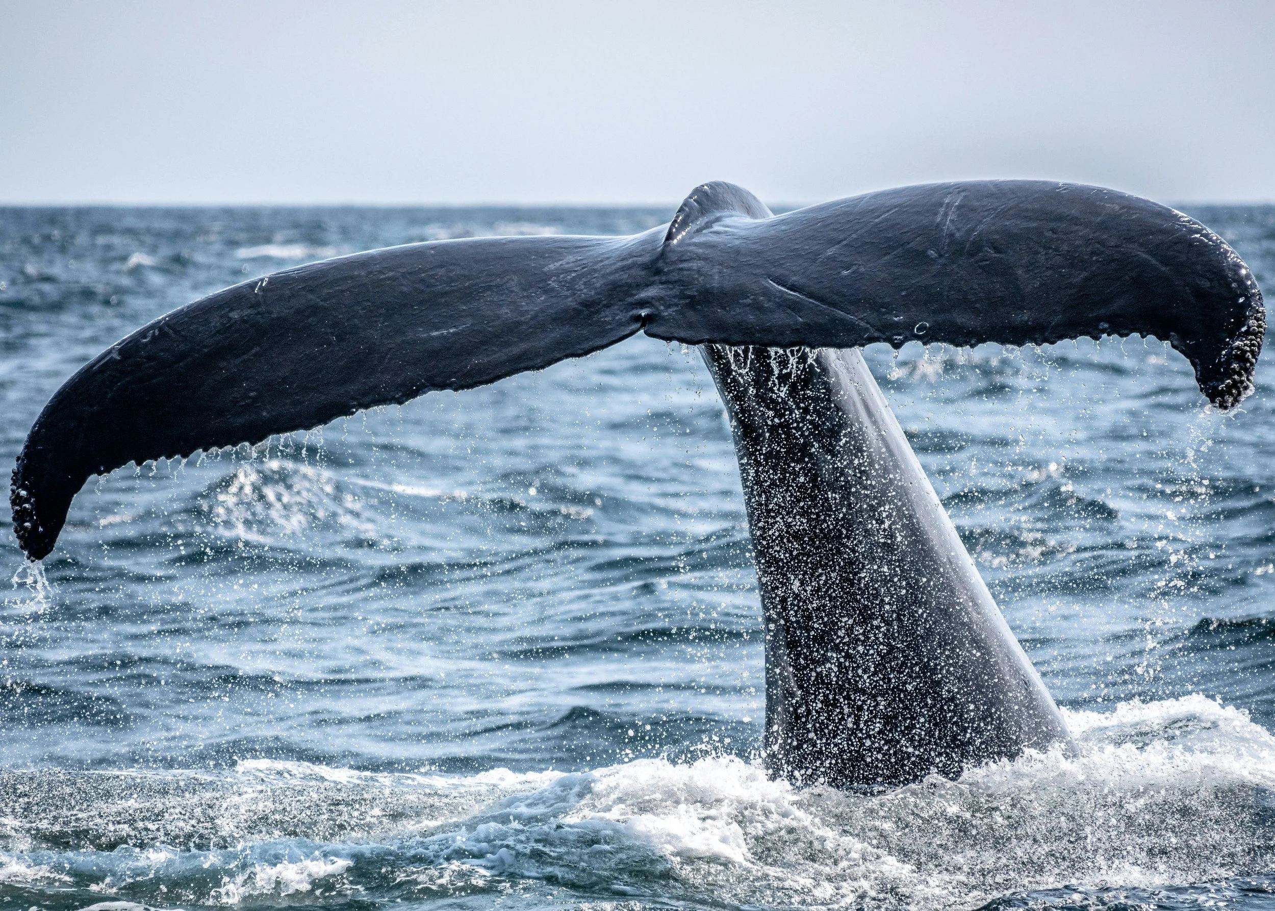 Jonah and the Whale | Family Trust 