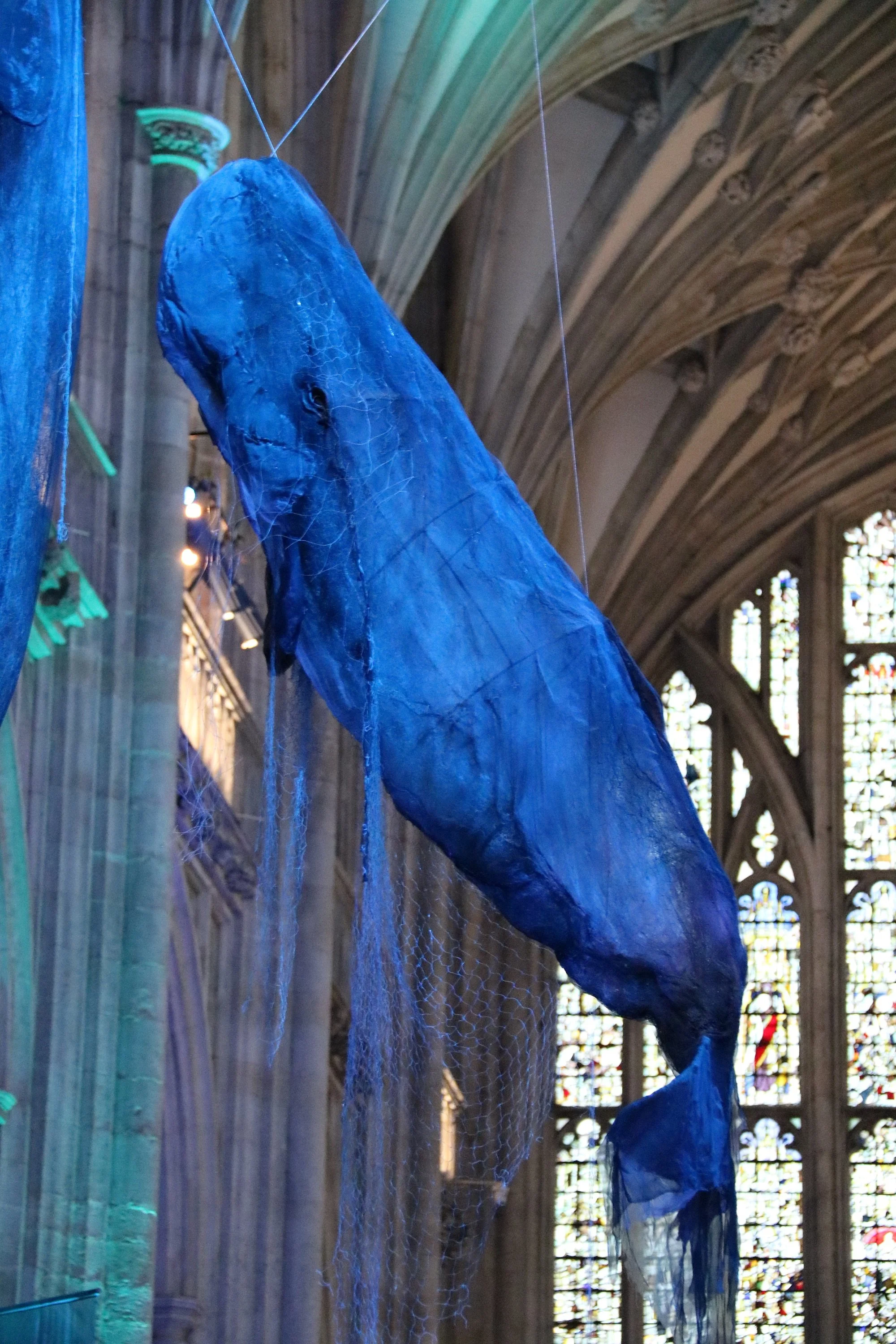 Relaxed Viewing | Whales 