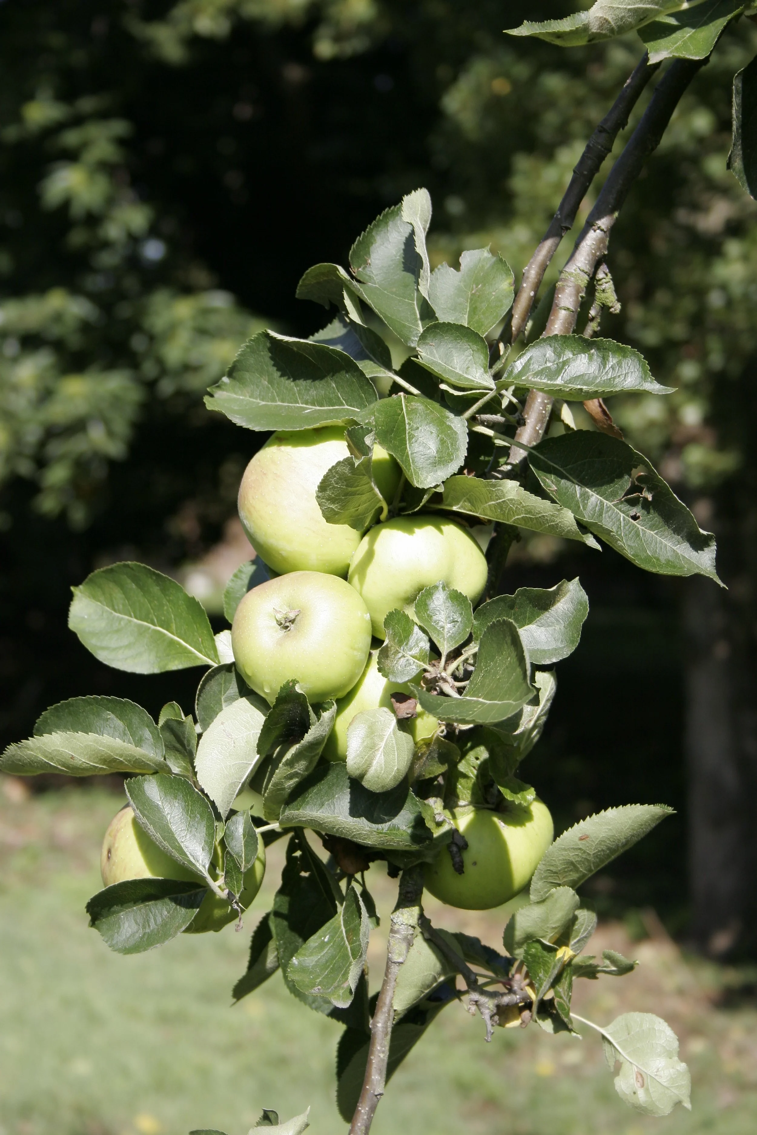 Orchard Pruning Workshop