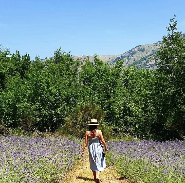 LET US FROLICK IN THE LAVENDER 