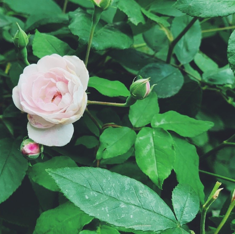  Botanical workshop へのお誘い