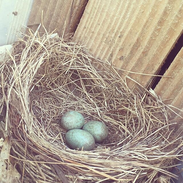 New neighbours #kolo#solsort#rede#nest#bird#spring#kolonihave#&aelig;g#nabo#goddaw#aarhus#eggs