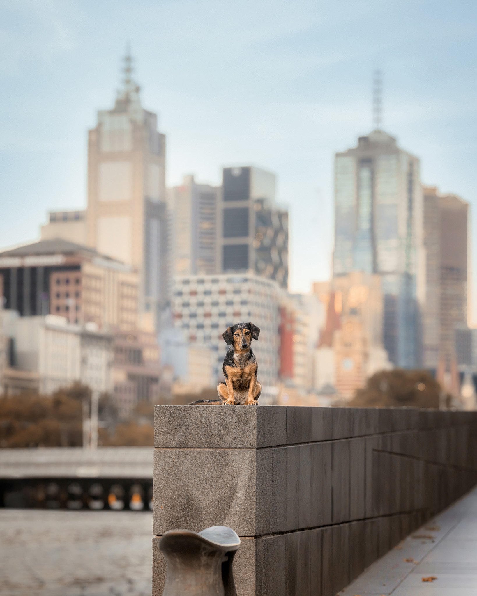 Matilda (Dachshund x JR) - 01.jpg