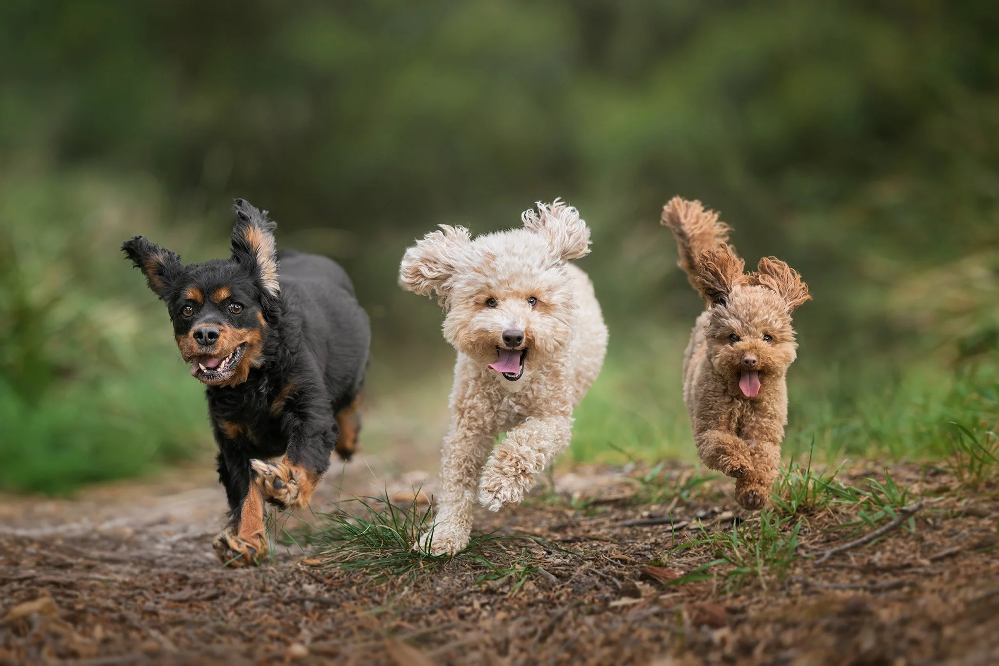 Harley, Tilly & Scout - 101025 - 5.jpg
