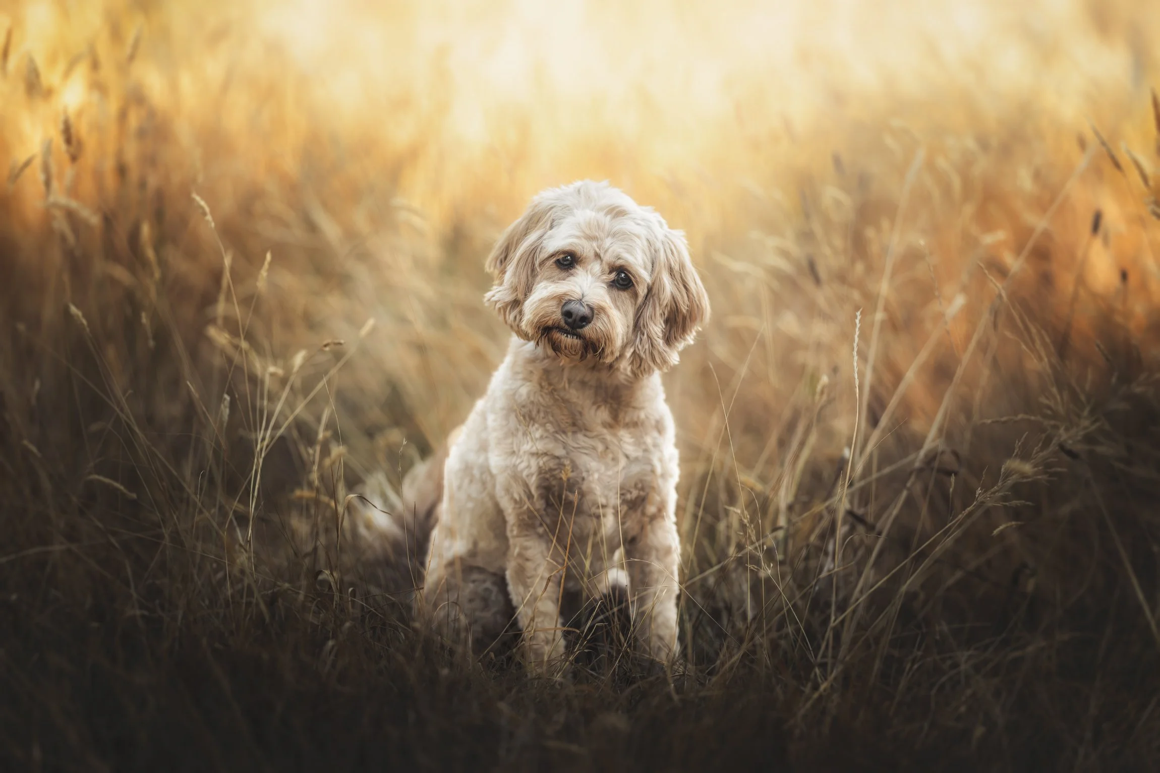 Simba (Cavoodle) - 060226 - IG - 4.jpg